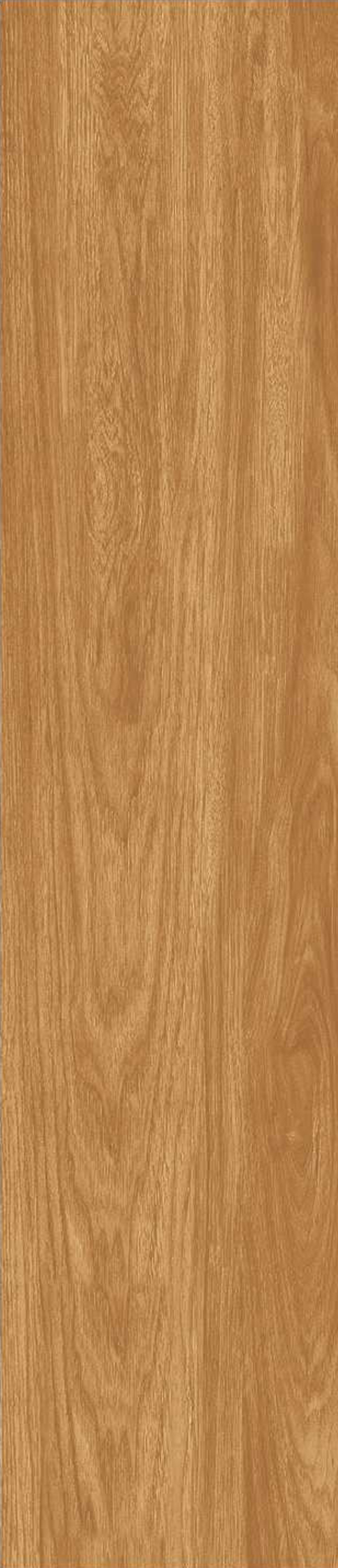 JMT1205-北美胡杨